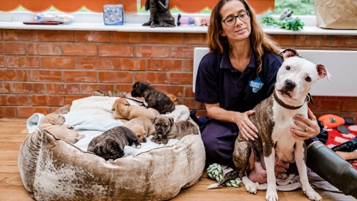 Illustration : "Une association recueille une chienne et se donne pour mission de trouver un foyer à ses 8 chiots pour Noël"