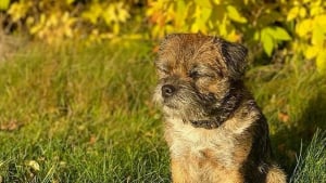 Illustration : En cherchant les propriétaires d'un Border Terrier errant, elle apprend qu'il appartient au prince Carl Philip de Suède et son épouse