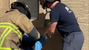 Illustration : Un chat se perd et se retrouve bloqué à l'intérieur d'un mur : une équipe de pompiers se lance à sa rescousse (vidéo)