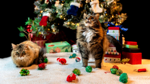 Illustration : "Des idées de cadeaux de Noël responsables et plaisants à offrir à votre animal de compagnie"