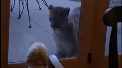 Illustration : Une femme filme la rencontre étonnante entre son chien et un puma séparés par une porte vitrée 