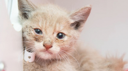 Illustration : Piégé dans un égout pendant 1 semaine, ce chaton reçoit une aide précieuse de la part des pompiers