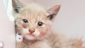 Illustration : Piégé dans un égout pendant 1 semaine, ce chaton reçoit une aide précieuse de la part des pompiers