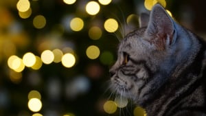 Illustration : 10 astuces pour préserver votre sapin et vos décorations de Noël des assauts de votre chat