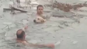 Illustration : 2 policiers héroïques plongent dans l'eau glacée d'un lac pour secourir un chien (vidéo)