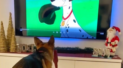 Illustration : Une femelle Berger Allemand s'amuse en imitant le comportement de Pongo, l'un des protagonistes des « 101 Dalmatiens » (vidéo)