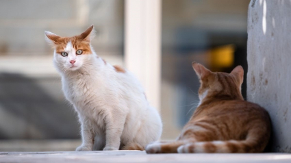 Illustration : Vers une prime à la stérilisation et l'identification des chats ?