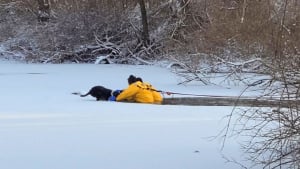 Illustration : Une équipe de pompiers pénètre dans un étang gelé pour sauver la vie d'un Border Collie piégé dans la glace