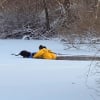 Illustration : Une équipe de pompiers pénètre dans un étang gelé pour sauver la vie d'un Border Collie piégé dans la glace