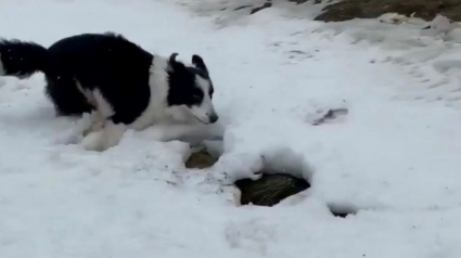 Illustration : Un homme filme son meilleur ami canin qui ne peut contenir son excitation face à la neige !