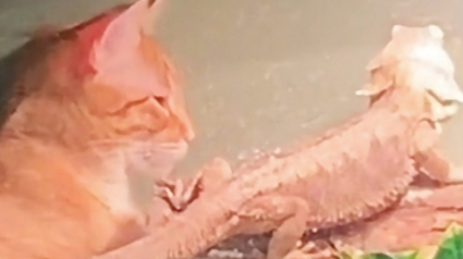 Illustration : La vidéo d'un chat et d'un dragon barbu partageant un moment de détente sous une lampe chauffante fait chaud au coeur