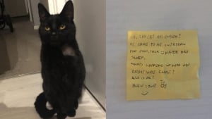 Illustration : En découvrant une lettre accrochée au collier de son chat, elle comprend mieux son étonnante prise de poids !