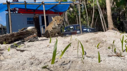 Illustration : Forte mobilisation pour secourir un chien et un jaguar piégés au fond d'un puits