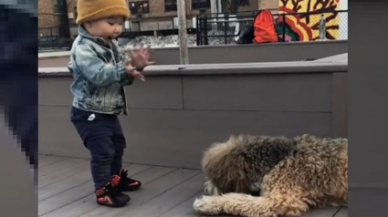 Illustration : La réaction adorable d'un bambin découvrant un chien pour la première fois (vidéo)