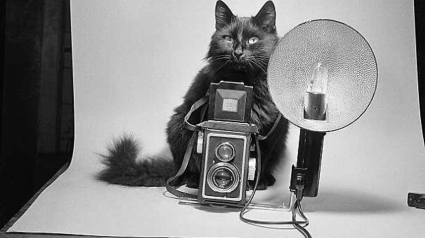 Illustration : 16 photos vintage immortalisant la beauté des chats