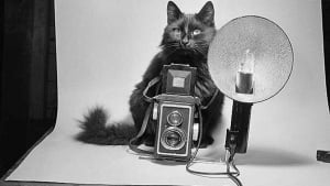 Illustration : 16 photos vintage immortalisant la beauté des chats