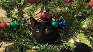 Illustration : 20 photos de chats obsédés par le sapin de Noël de leur famille