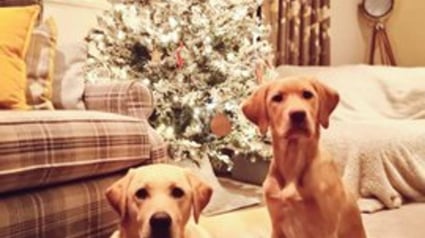 Illustration : 20 photos de chiens qui attendent Noël avec impatience