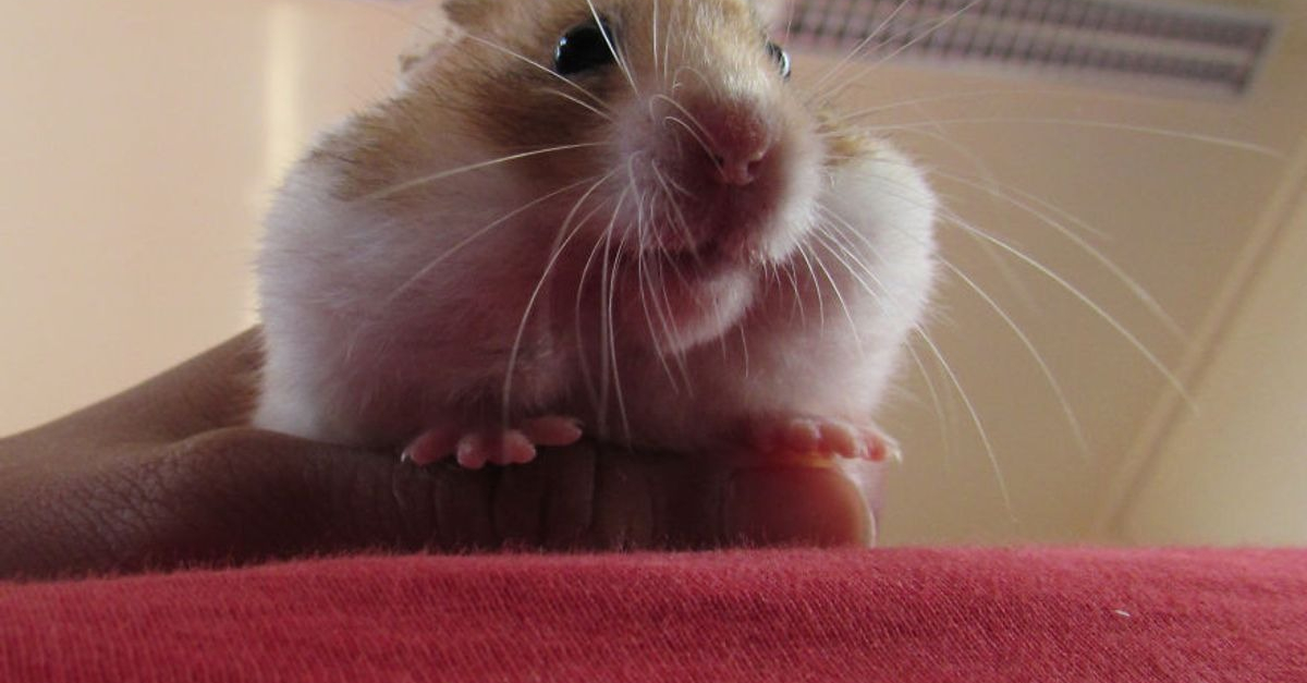 20 photos de hamsters qui sont de véritables bouilles d'amour