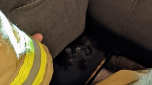 Illustration : Les pompiers à la rescousse d'un chaton à la patte coincée dans un canapé