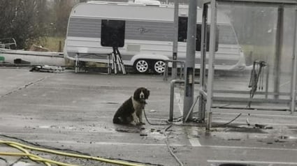 Illustration : La SPA excédée face à "l'inaction de la police" concernant un chien vivant dans des conditions déplorables sur un parking désaffecté !