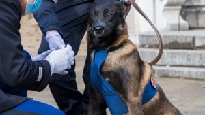 Illustration : Le récit d'Itan, un Berger Belge Malinois décoré de la médaille de la défense nationale pour son héroïsme