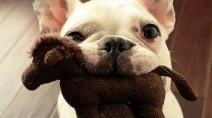 Illustration : 18 photos de chiens qui s'avèrent très doués pour offrir des cadeaux