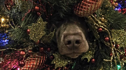 Illustration : 14 photos d'animaux hilarants qui ne ressentent absolument pas l'esprit de Noël !