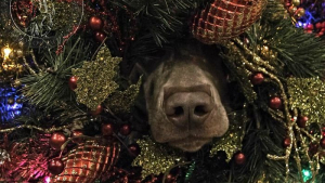 Illustration : 14 photos d'animaux hilarants qui ne ressentent absolument pas l'esprit de Noël !