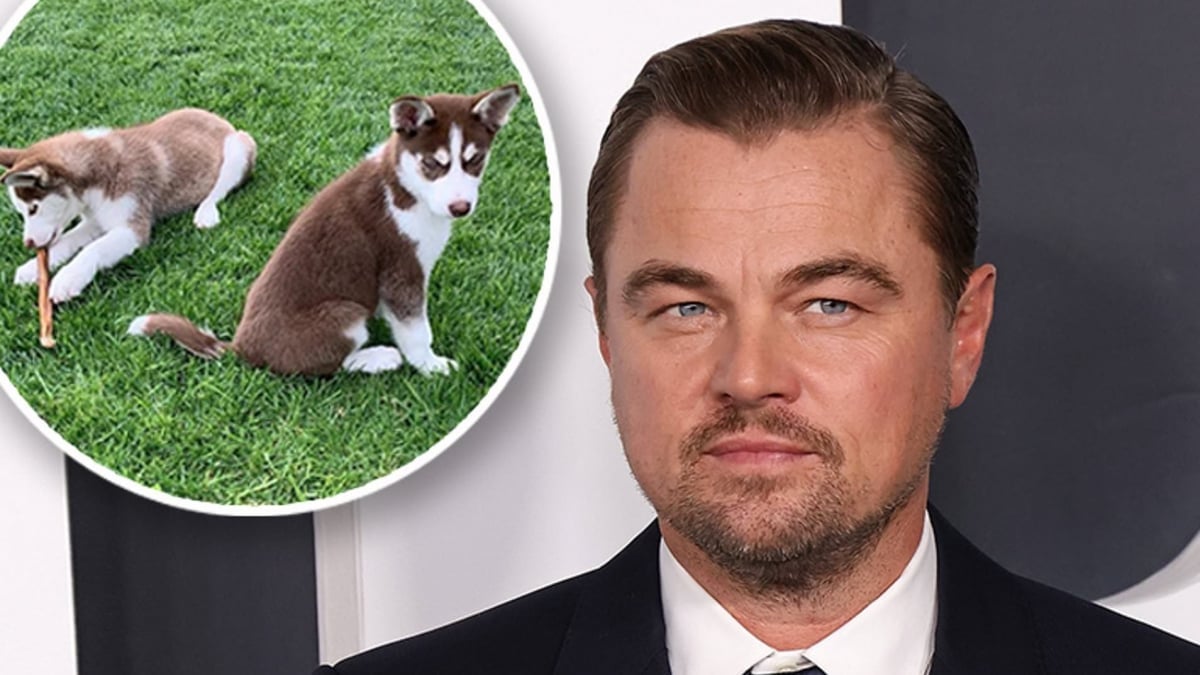 Illustration : "L'acteur Leonardo DiCaprio révèle avoir sauvé la vie de ses chiens en sautant dans un lac gelé !"