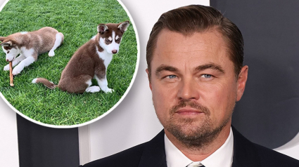 Illustration : L'acteur Leonardo DiCaprio révèle avoir sauvé la vie de ses chiens en sautant dans un lac gelé !