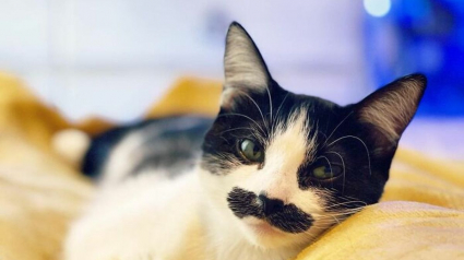 Illustration : 19 photos d'un chat arborant "une grosse moustache" !