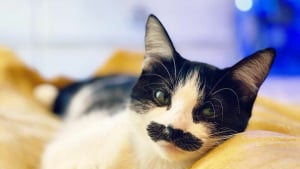 Illustration : 19 photos d'un chat arborant "une grosse moustache" !