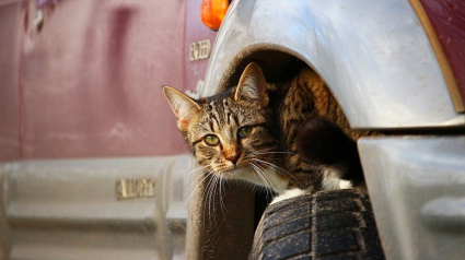 Illustration : Des passants entendent des miaulements près d'une voiture et découvrent un chat coincé dans le moteur depuis des heures