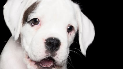 Illustration : 17 photos de chiens exprimant leur joie à travers un large sourire