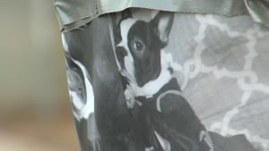 Illustration : Un Boston Terrier piégé dans une voiture volée retrouve sa famille à temps pour Noël 