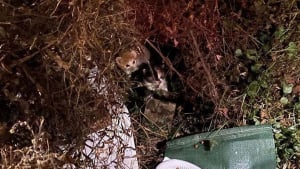 Illustration : 2 chatons errants sortent des buissons et s'agrippent fermement à leurs sauveteurs dans l'espoir de vivre une vie meilleure