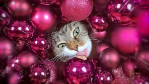 Illustration : 20 photos d'animaux de compagnie qui profitent de Noël autant que les humains