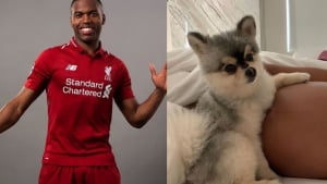 Illustration : Le footballeur international anglais, Daniel Sturridge, condamné à payer plus de 25 000 euros à la personne qui avait retrouvé son chien perdu