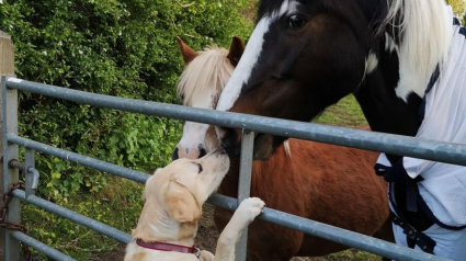 Illustration : 20 animaux qui ont créé une amitié hors du commun