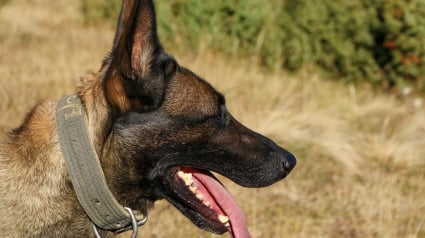 Illustration : Un chien Malinois errant sur l'autoroute A8 repéré près d'Antibes et pris en charge par les pompiers