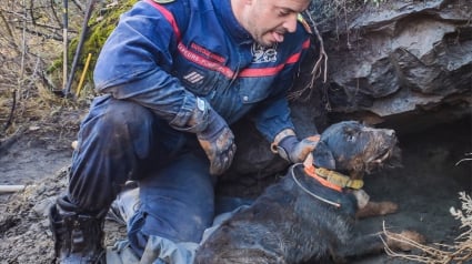 Illustration : Un chien bloqué pendant 3 jours dans un terrier nécessite l'intervention des pompiers après plusieurs tentatives de son maître