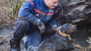 Illustration : Un chien bloqué pendant 3 jours dans un terrier nécessite l'intervention des pompiers après plusieurs tentatives de son maître