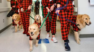 Illustration : 10 photos émouvantes de chiens ayant rendu visite aux enfants dans les hôpitaux pendant Noël