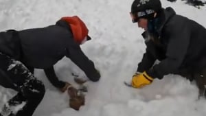 Illustration : Un chien emporté par une avalanche. Les sauveteurs sont persuadés qu'ils ne retrouveront que son cadavre !