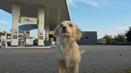 Illustration : Une femme à la station-service voit un petit chien courir vers elle et lui demande de l'aide