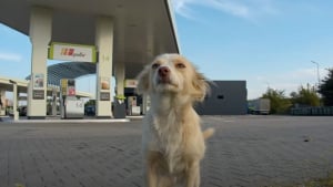 Illustration : Une femme à la station-service voit un petit chien courir vers elle et lui demande de l'aide