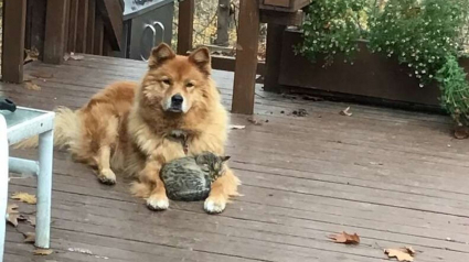 Illustration : Un chat errant trouve un foyer aimant pour toujours grâce à la bienveillance d'une chienne âgée