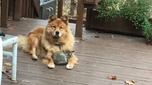 Illustration : Un chat errant trouve un foyer aimant pour toujours grâce à la bienveillance d'une chienne âgée