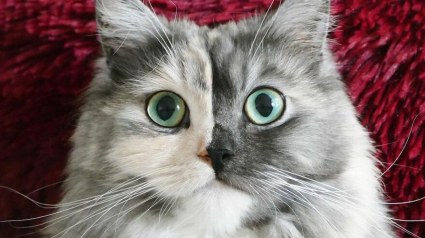 Illustration : 14 photos d'un chat magnifique au visage bicolore